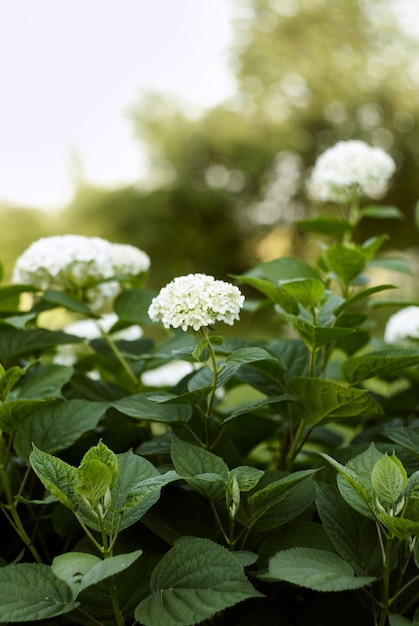 white hydrangeas . hydrangea bush. green bush with white flowers