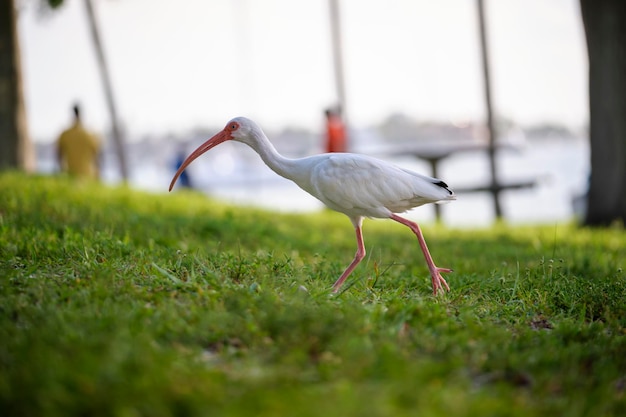 White ibis wild bird also known as great egret or heron walking on grass in town park in summer