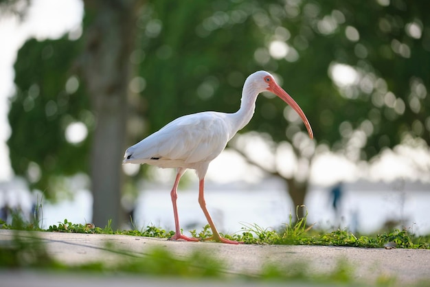 White ibis wild bird also known as great egret or heron walking on grass in town park in summer