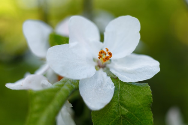 White inflorescences in spring