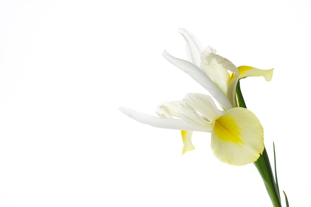 White iris flower isolated on white background.