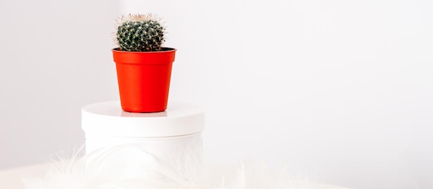 White jar with cosmetic cream lotion and natural green cactus in the pot against a white background mockup copy space