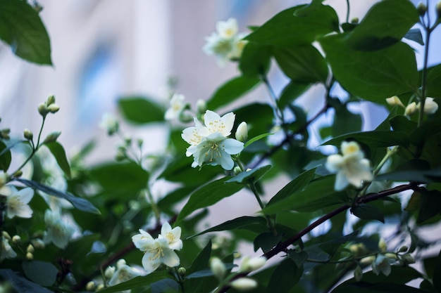 White jasmine flower on a branch with green leaves