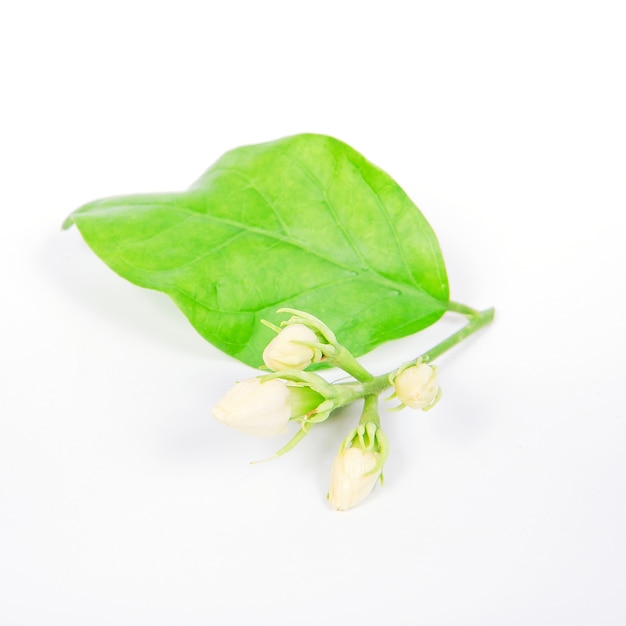 White Jasmine Flower 