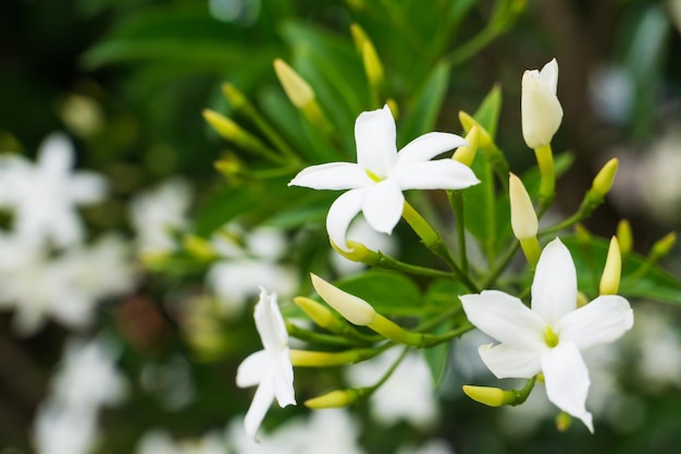 White jasmine flowers on branch close up