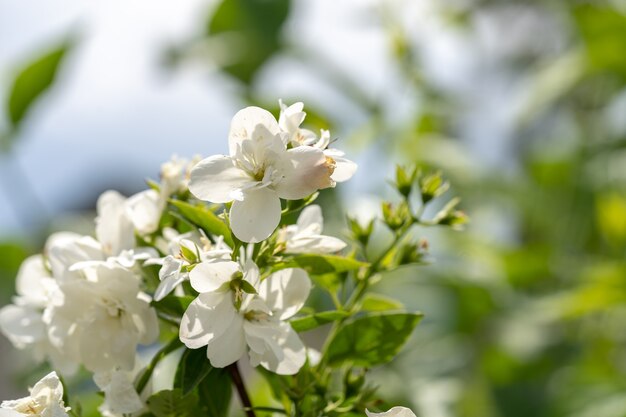 White jasmine flowers on a bush with blurred background