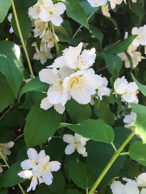 White jasmine flowers Closeup Nature background