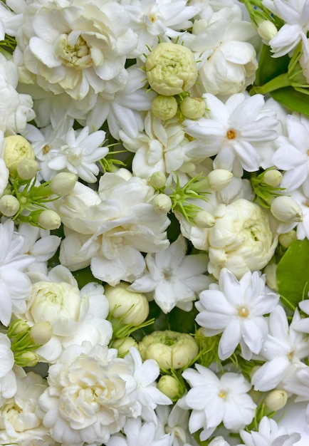 White jasmine flowers fresh flowers natural backgrounds