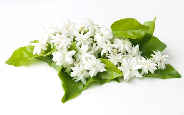 White jasmine flowers fresh flowers natural