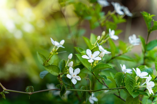 White jasmine flowers in a garden with green leaf nature backgroundIt is a tropical plant in Asia