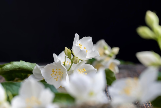 White jasmine flowers used to decorate the indoor wall