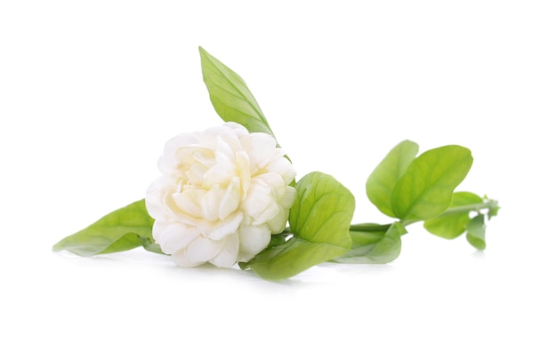 White jasmine on white isolated background