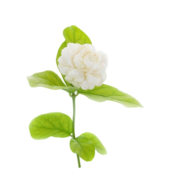 White jasmine on white isolated background