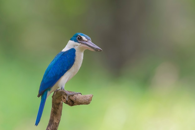 and white Kingfisher 