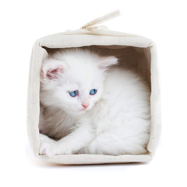 White kitten in a basket...Studio shot.