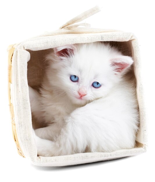 White kitten in a basket...Studio shot.