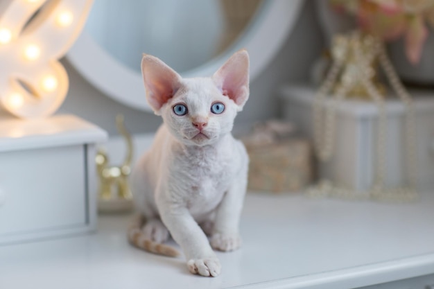 White kitten breed Devon Rex closeup