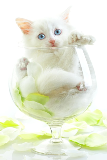 White kitten in a glass wine glass....