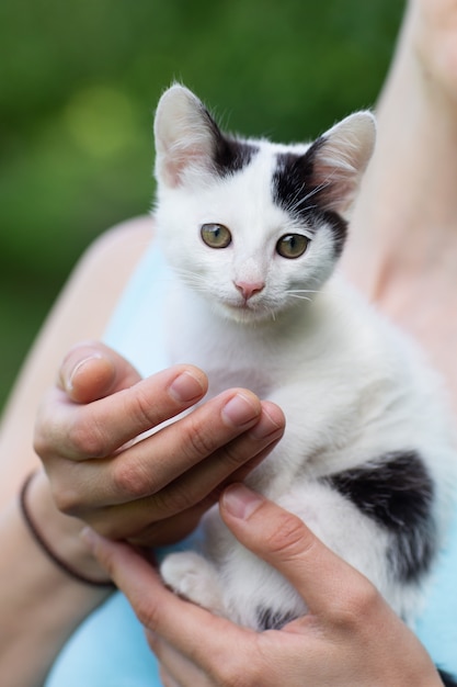 white kitten in the hands of nature