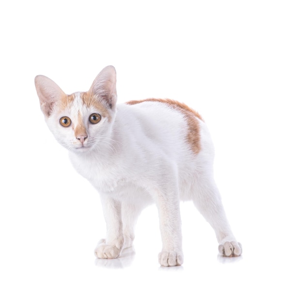 White kitten isolated on white background