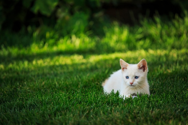 White Kitten Outdoors