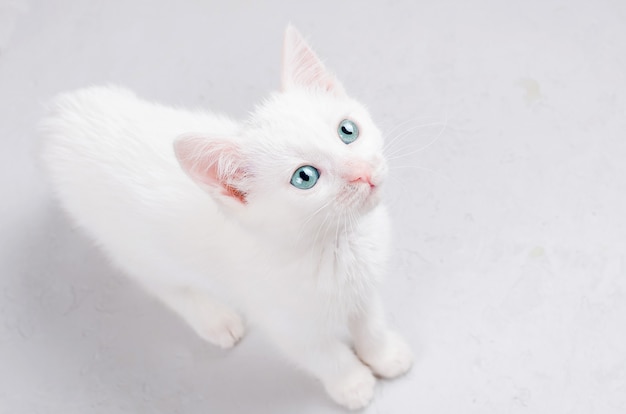 White kitten on a white background