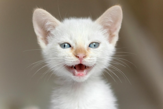 White kitten with blue eyes is smiling.