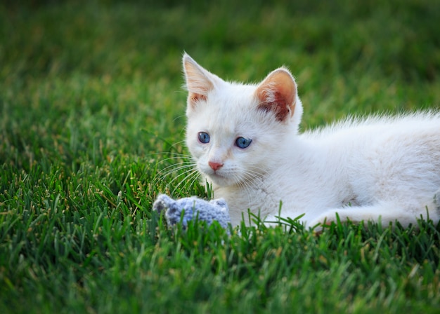 White Kitten with Toy Mouse