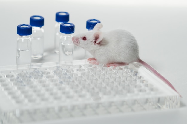 white laboratory mouse on the table