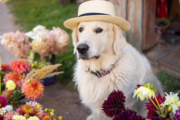 A white Labrador retriever sits with a hat on his head