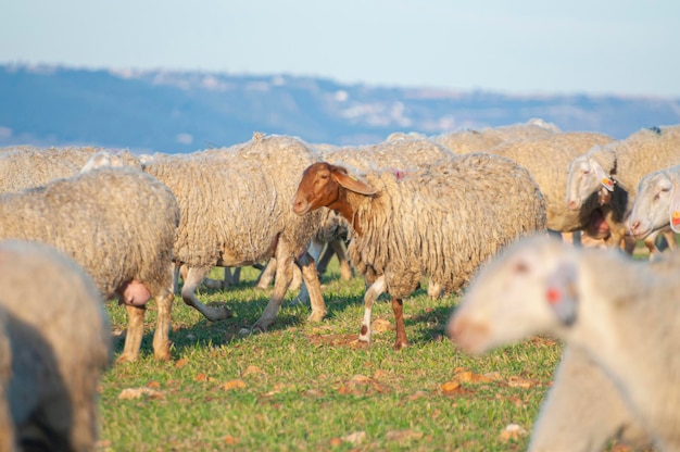 White lambs, green pastures, sunlit meadows. Traditional farming, rustic charm, heart of Spain's agricultural life