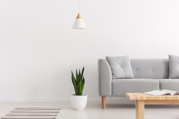 Photo white lamp above green plant in pot next to grey sofa with pillows in elegant daily room interior real photo with copy space