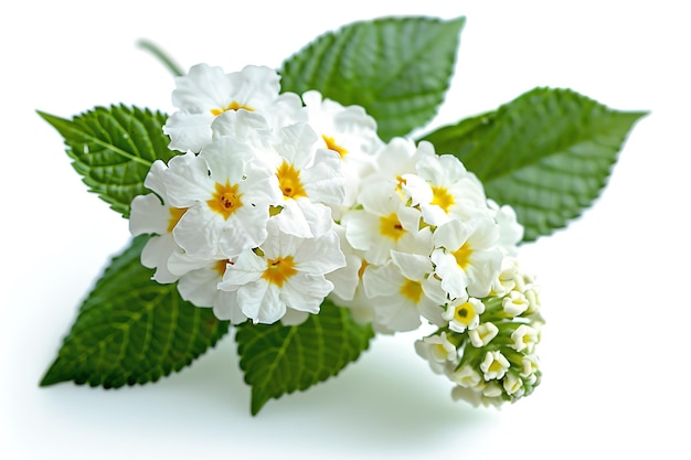 White Lantana Isolated on White Background Beautiful Lantana Flower