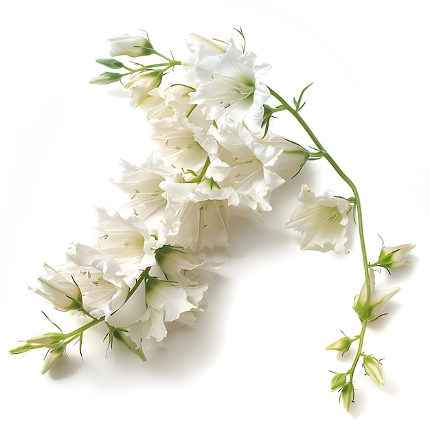 White Larkspur Isolated on White Background Beautiful Larkspur Flower