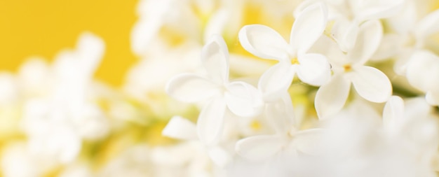 White lilac flower branch on a yellow background with copy space for your text