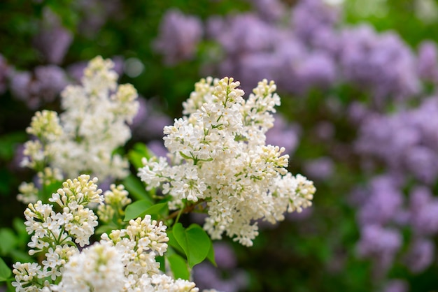 White lilac flower in the garden