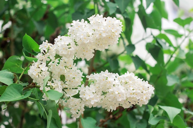 White lilac flowers bloom in spring