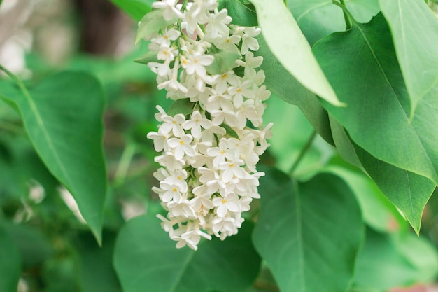 White lilac flowers bloom in spring