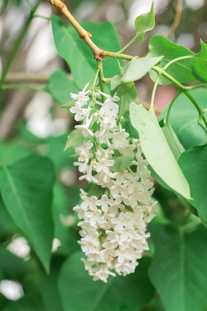 White lilac flowers bloom in spring