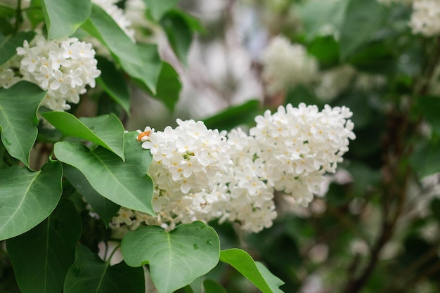 White lilac flowers bloom in spring