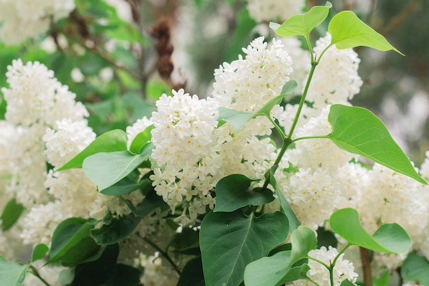 White lilac flowers bloom in spring