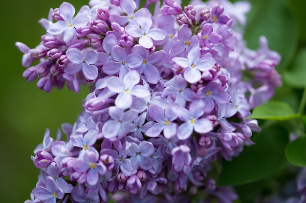 White and lilac flowers close up on blurred vegetation background