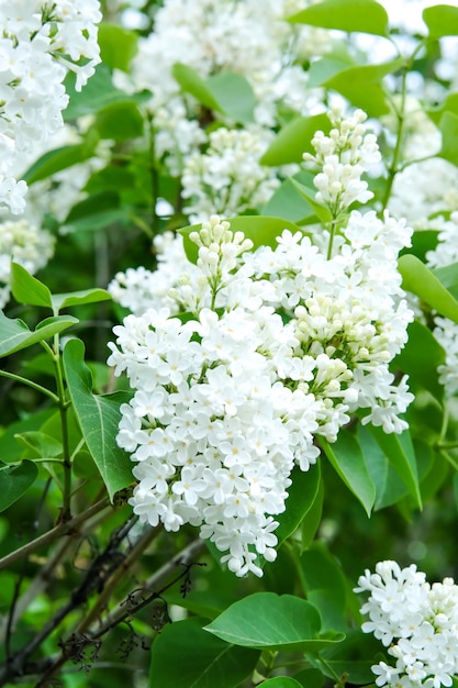 White lilacs are blooming White lilac on a tree Flowers of white lilacs Beautiful summer lilac