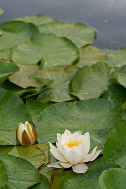 White lilies in the pond Close up of a floral pattern as a background Charming blooming of white lotus flower or water lily on dark background