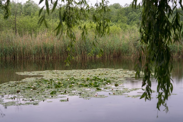 White lilies water flowers on the surface of the water Lotus flowers Summer day on the lake