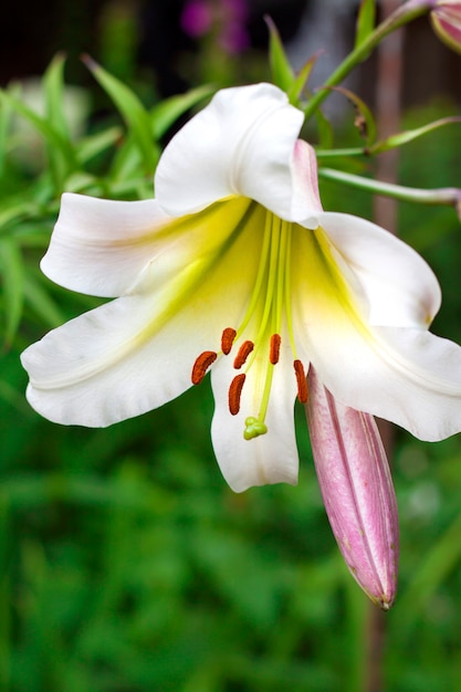 White Lilium regale closeup