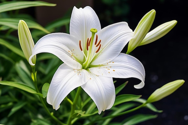 White lily flower in a garden