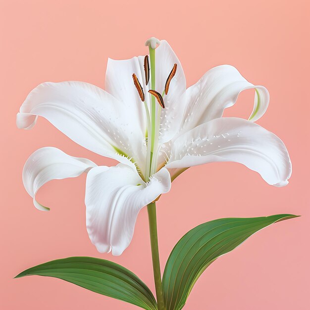 White Lily Flower on Pink Background