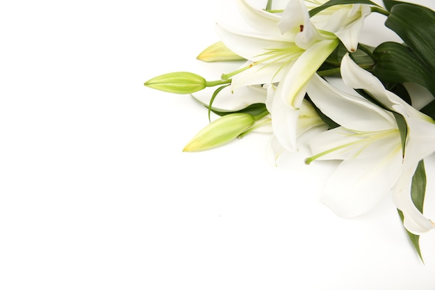 White lily flowers isolated on white