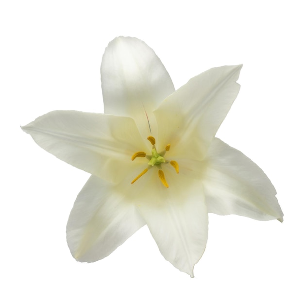 white lily-like tulips with a stem, isolated